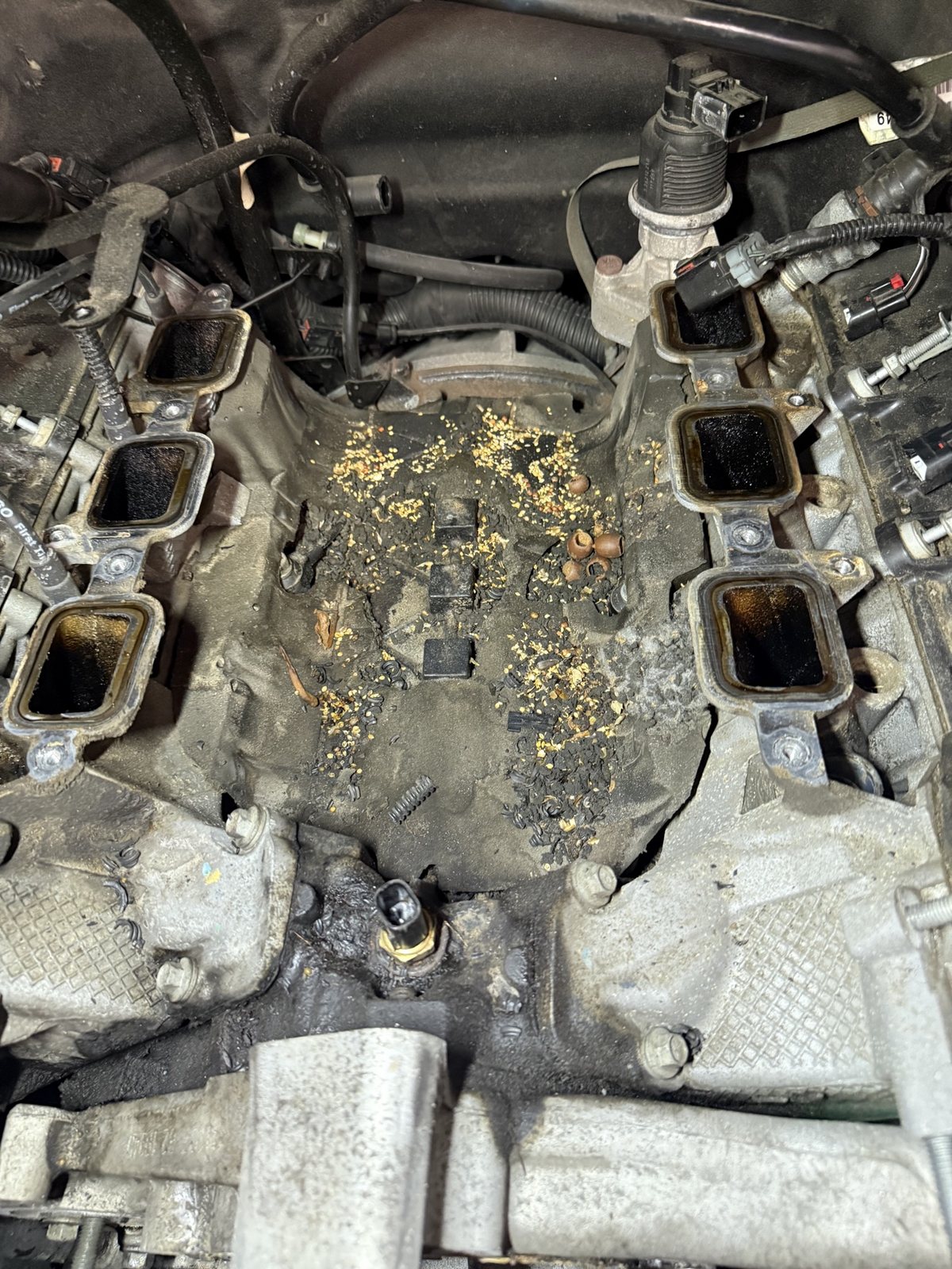 Rodent nest and acorns found packed under an intake manifold in the engine valley